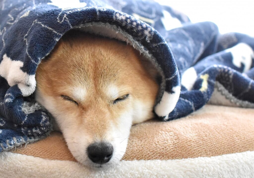 部屋の中でタオルにくるまって眠る犬