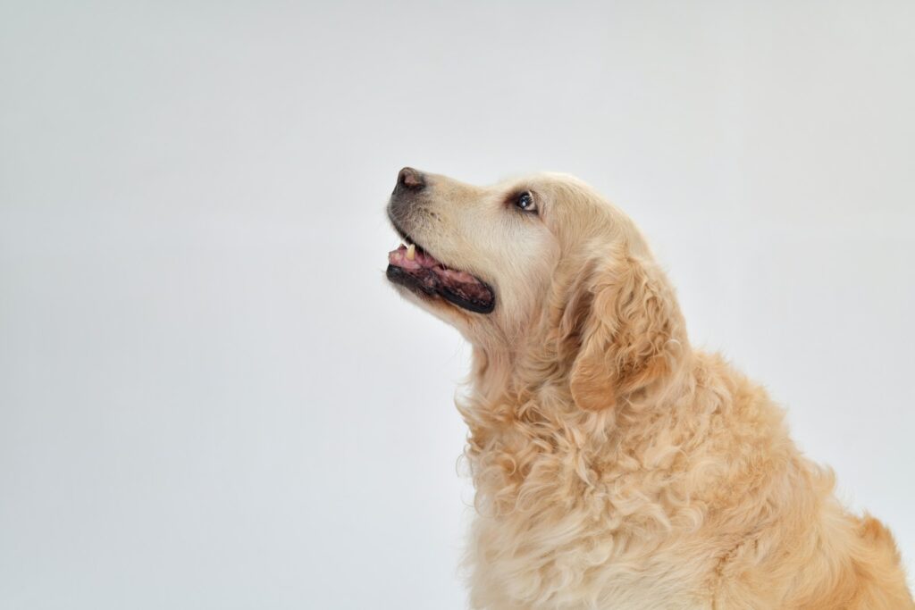 部屋の中で天井を見上げる犬