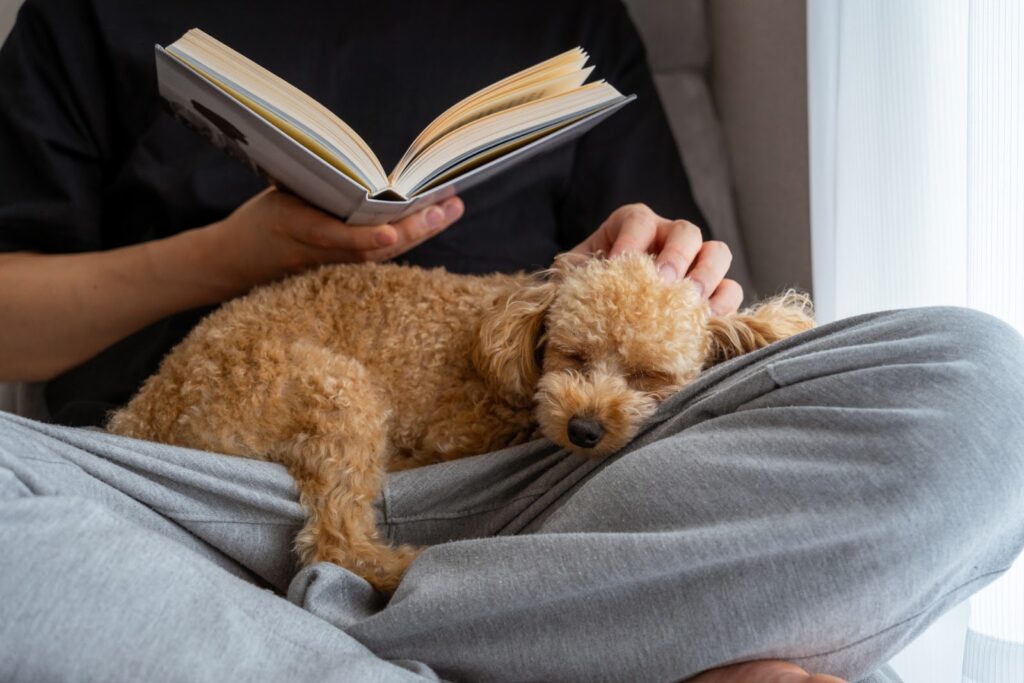 読書している飼い主の膝の上で眠る犬