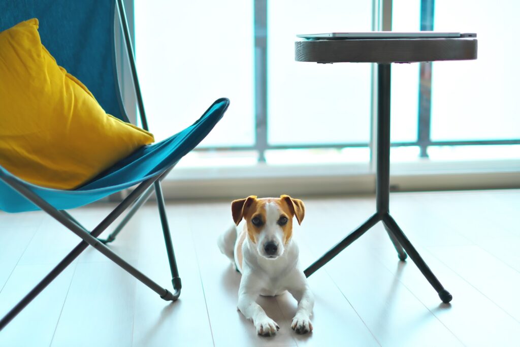 部屋の床の上で伏せてこちらを見ている犬