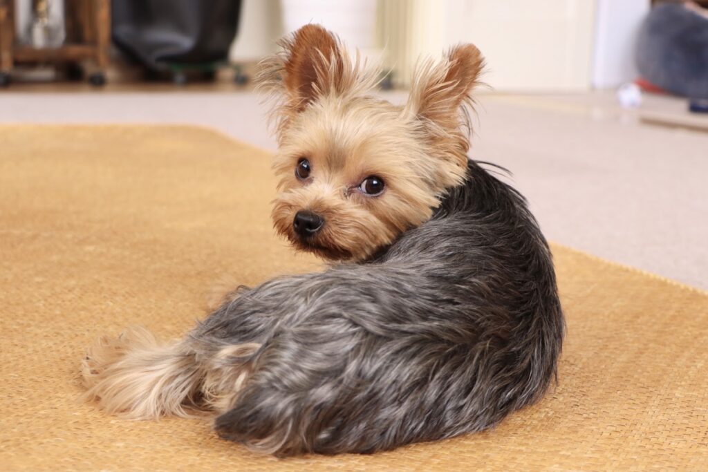 ラグの上でくつろぎこちらを見ている犬