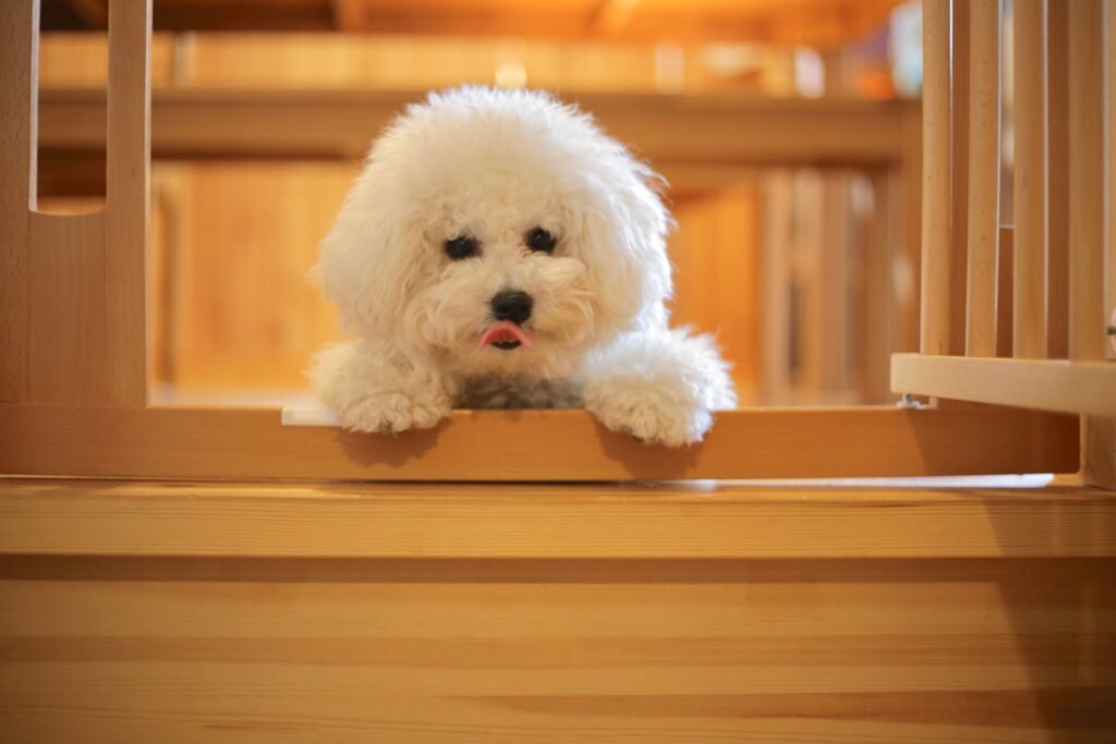 開いている室内ドアからこちらをのぞき込んでいる犬