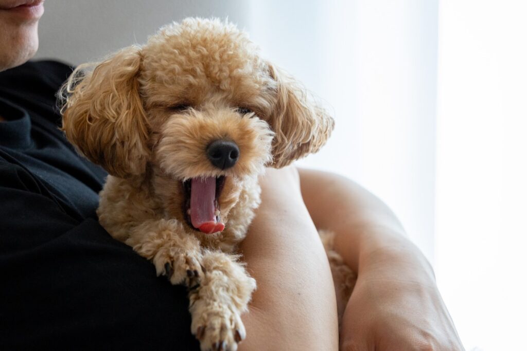 男性に抱っこされてリラックスをしあくびをする犬