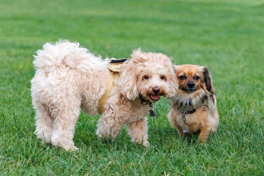 芝生の上でこちらを見ている2匹の犬