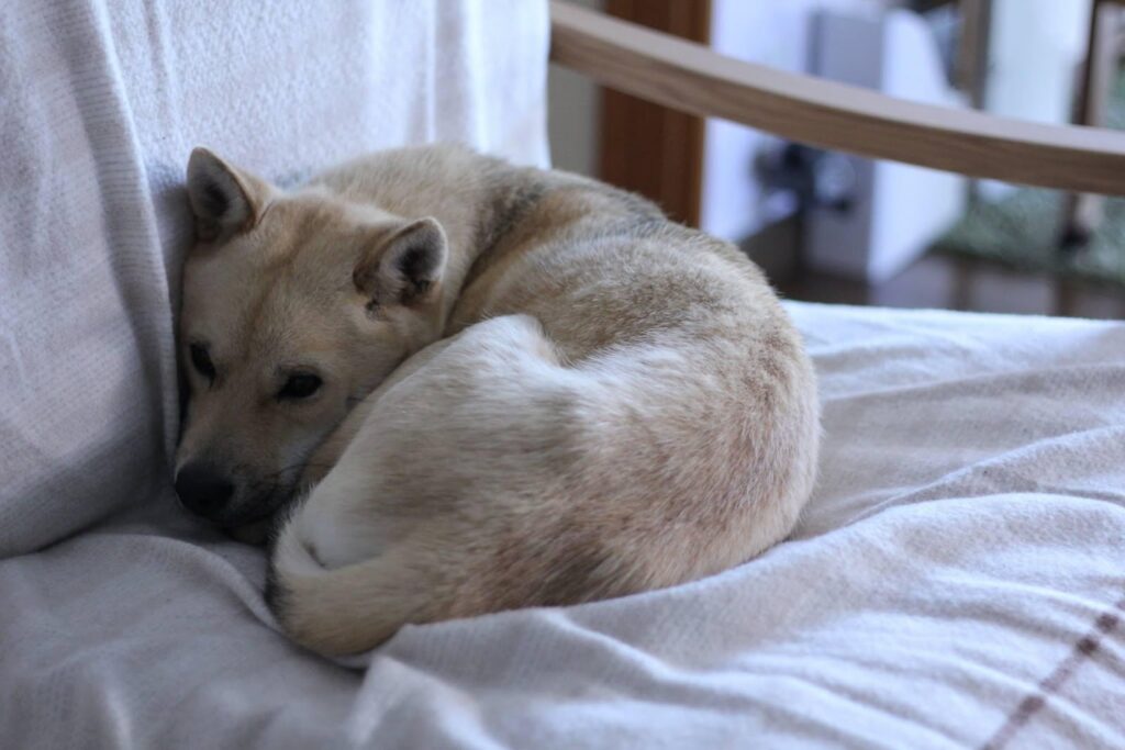 薄暗い部屋のソファーの上で体を丸めている犬