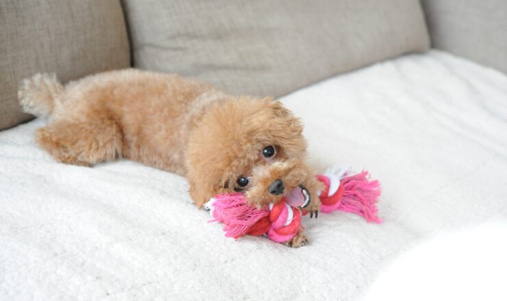 犬の留守番の限界時間は？安心して外出できる7つのポイント