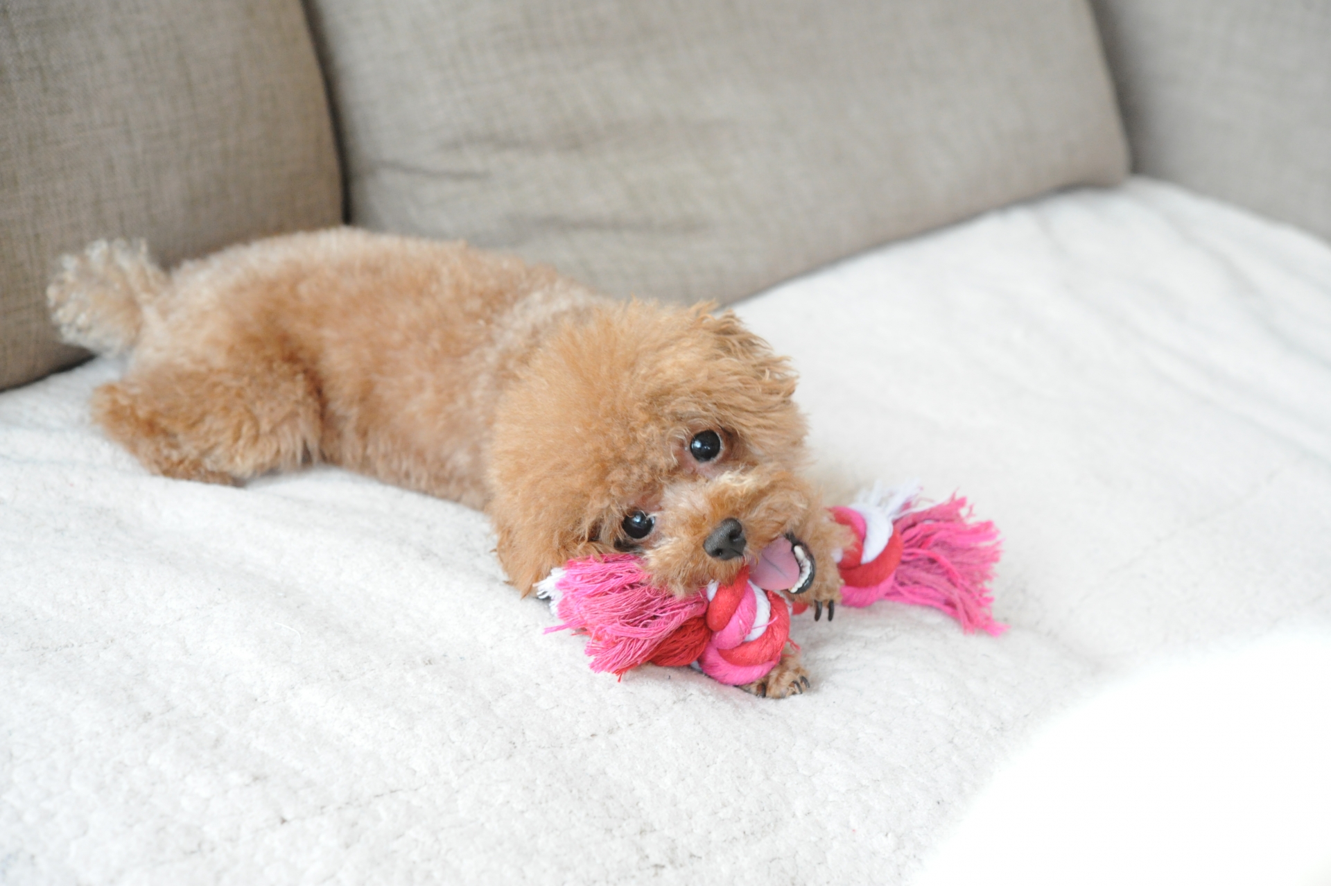 犬の留守番の限界時間は?安心して外出できる7つのポイント