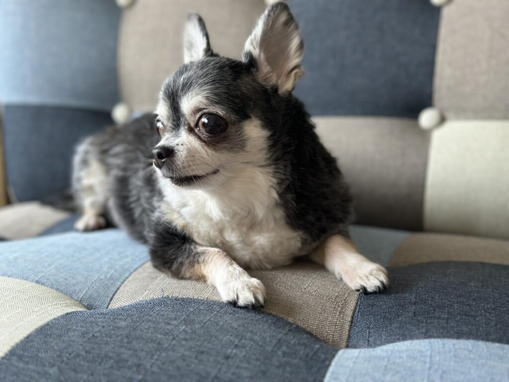 犬がストレスなく留守番できる時間の目安
